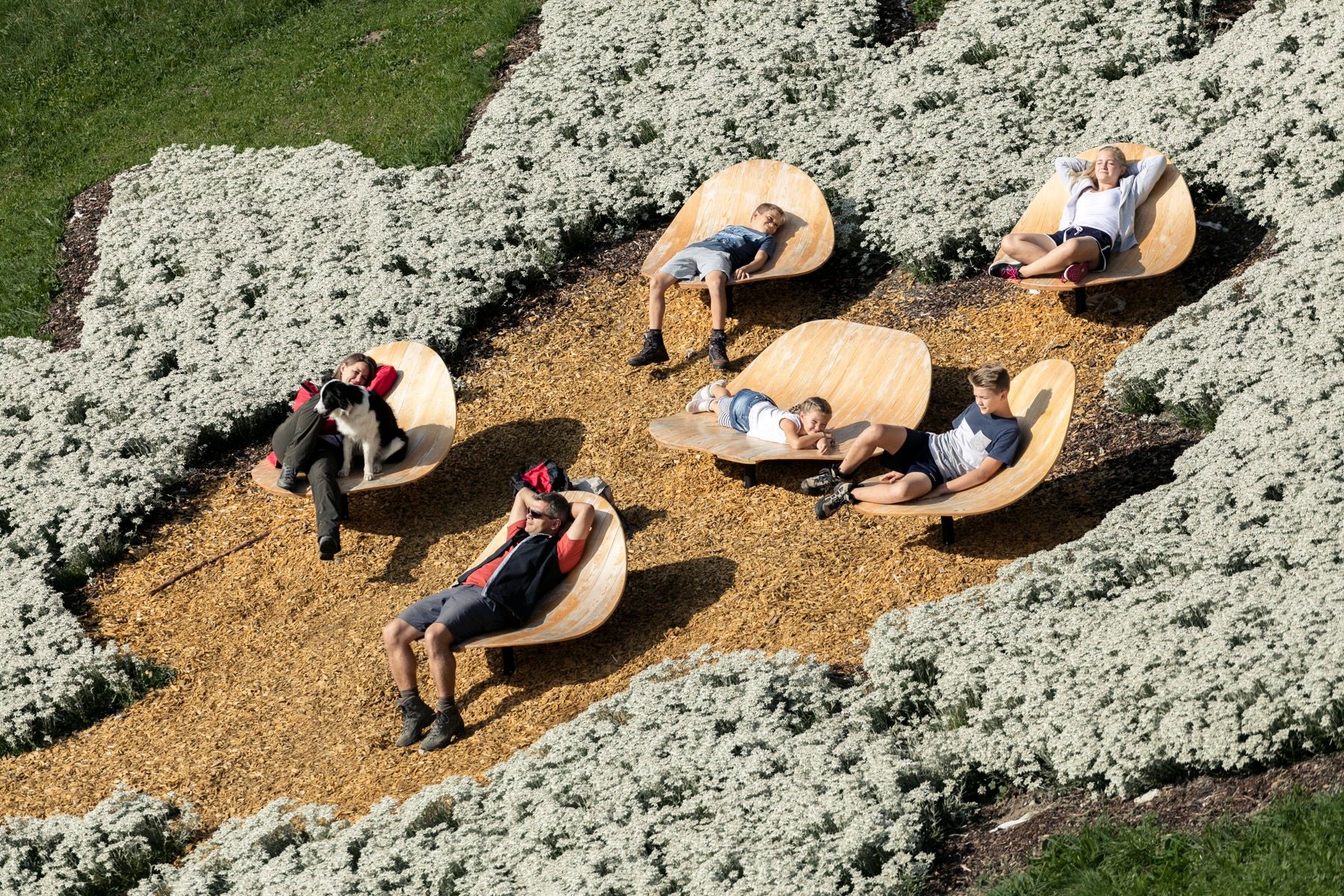 A family in front of the field of blooming Edelweiss near the Sennhütte