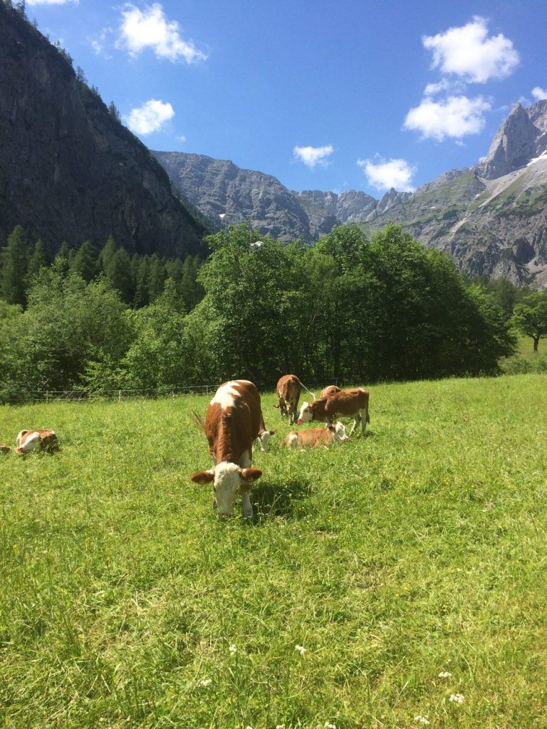 Waldlandschaft im Karwendel hinter Pertisau
