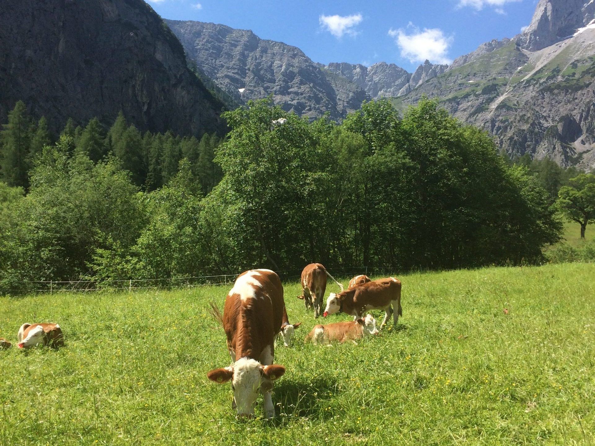 Bewaldetes Karwendeltal mit steil aufragenden Felsgipfeln