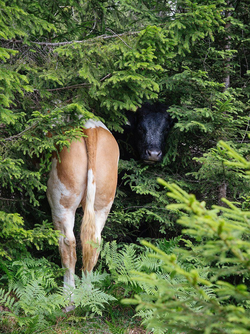 Kuh im Wald neben dem Bouldergebiet Hoch-Imst