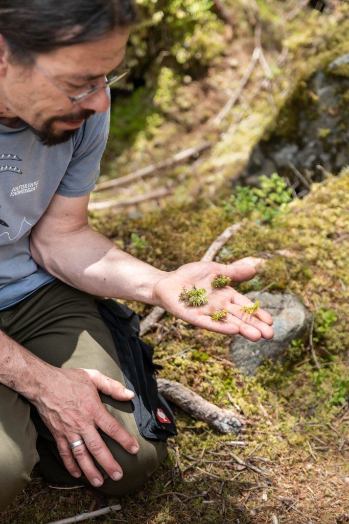Moos zwischen den Boulderblöcken am Mandlers Boden