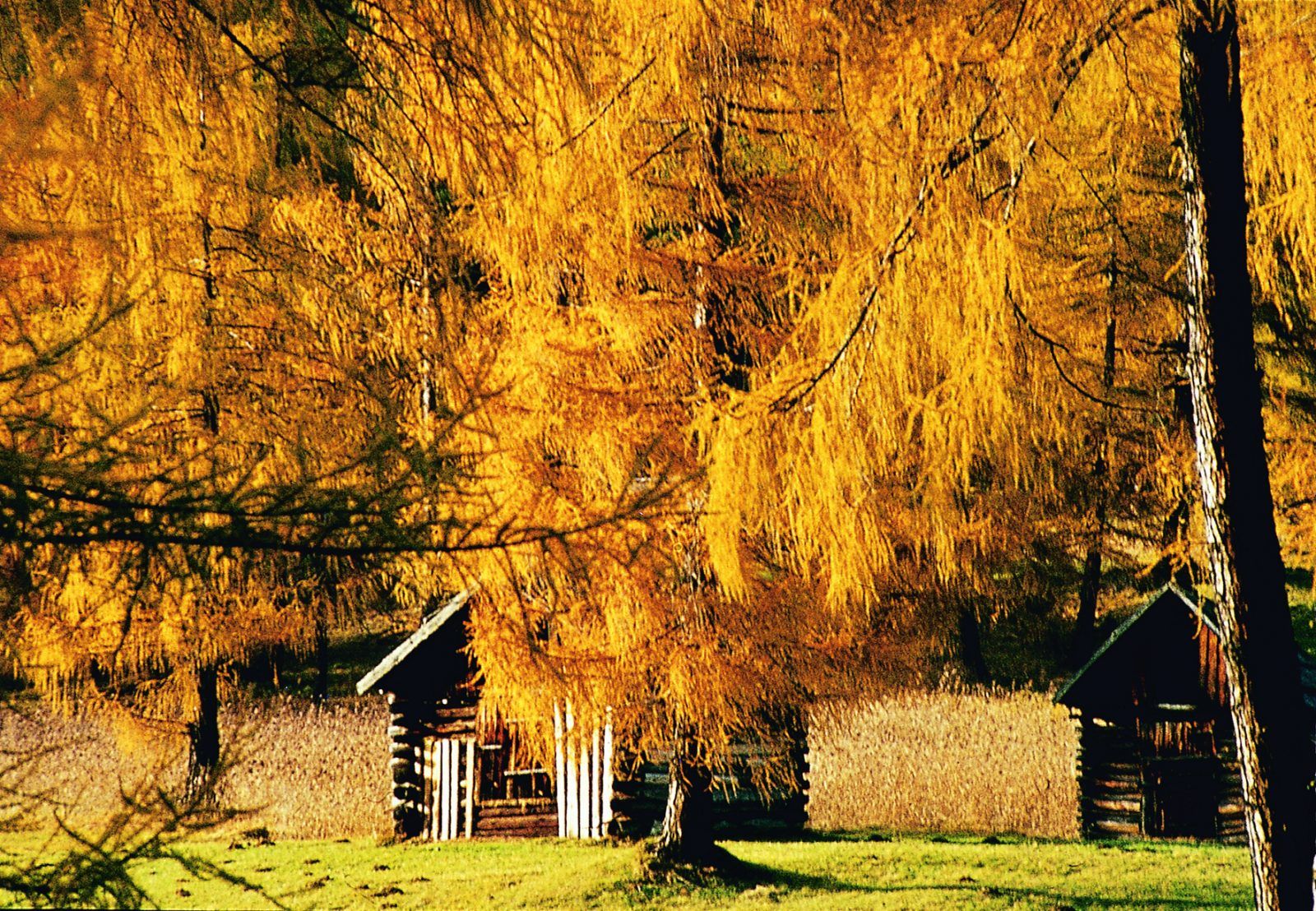 Herbstliche Landschaft in Tirol