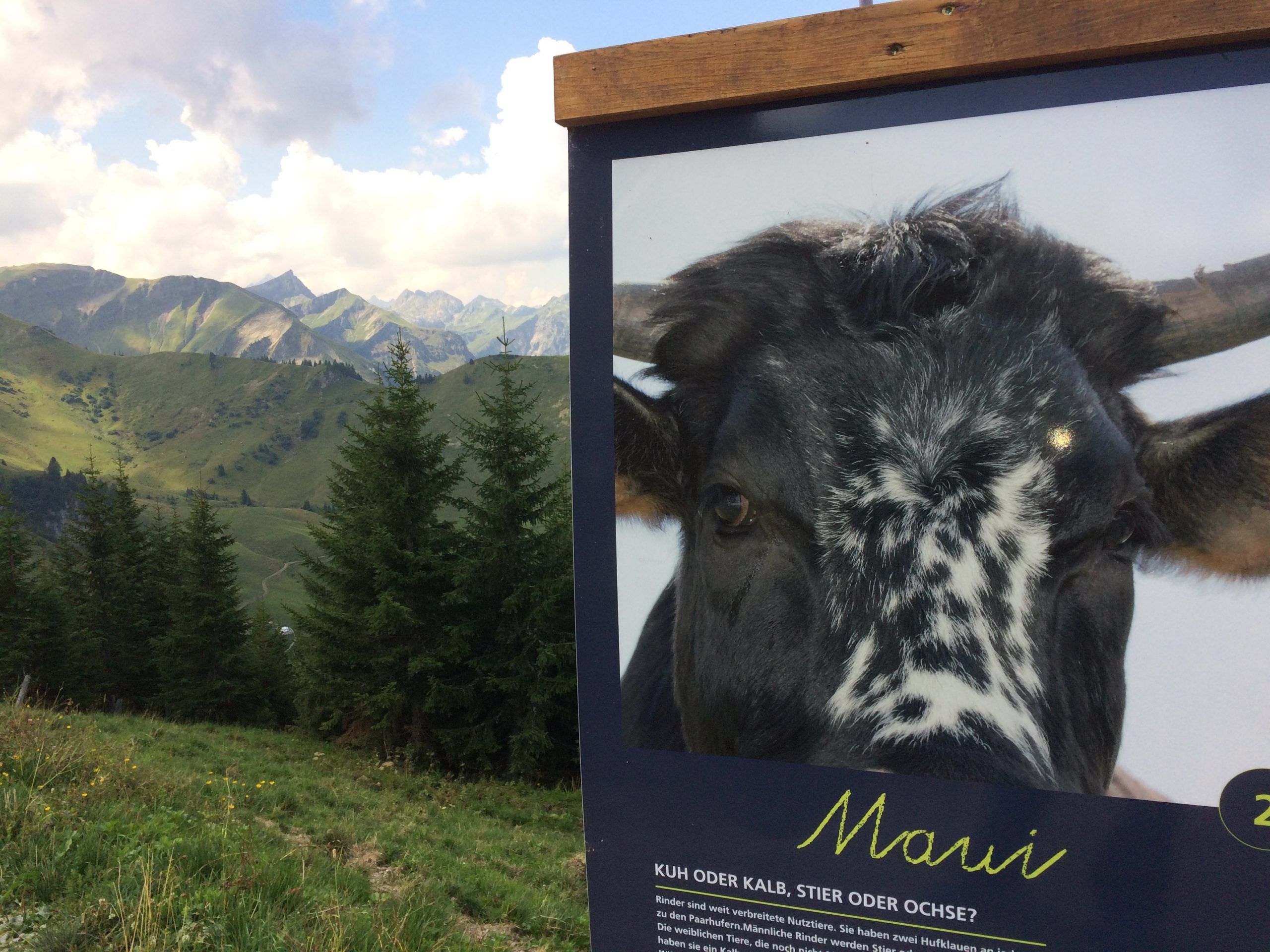 Cows on an alpine meadow in the Tannheim Valley